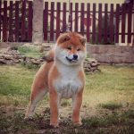 toshi