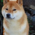 taro2