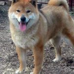 toshi2